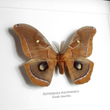 Kép 3/3 - Pillangó - Antheraea polyphemus, fekete keretben