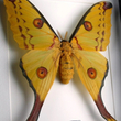 Kép 2/2 - Pillangó - Argema mittrei, fekete keretben