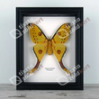 Kép 1/2 - Pillangó - Argema mittrei, fekete keretben