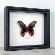 Pillangó - Papilio rumanzovia, fekete keretben - 2072