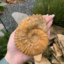 Ammonitesz - csiga ősmaradvány