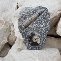Ortocerász Ammonitesz talpas polír 14 cm