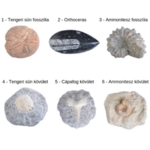 Kövület dobozban - Ammonitesz kövület