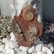 Ortocerász Ammonitesz talpas barna 25 cm