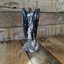 Ortocerász Kollekció álló 15-25 cm