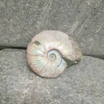 Ammonitesz - nyers gyöngyházfény