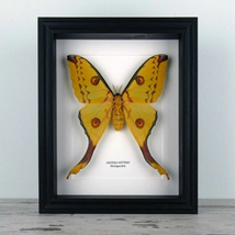Pillangó - Argema mittrei, fekete keretben