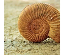 Ősmaradványok Ősmaradványok