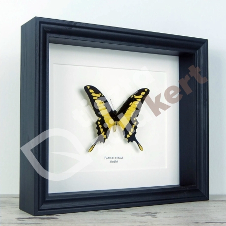 Pillangó - Papilio thoas, fekete keretben - 2064