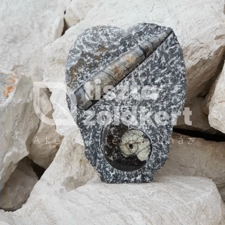 Ortocerász Ammonitesz talpas polír 14 cm
