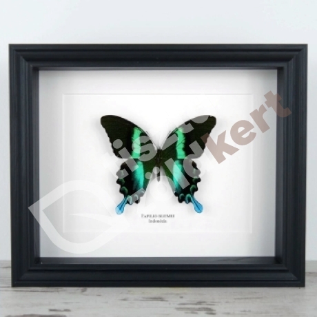 Pillangó - Papilio Blumei