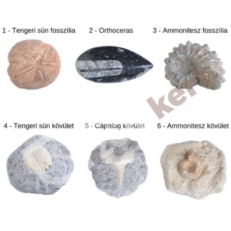 Kövület dobozban - Ammonitesz kövület