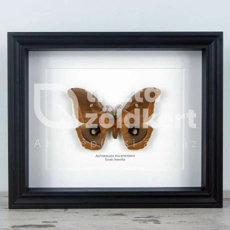Pillangó - Antheraea polyphemus, fekete keretben