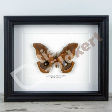 Pillangó - Antheraea polyphemus, fekete keretben
