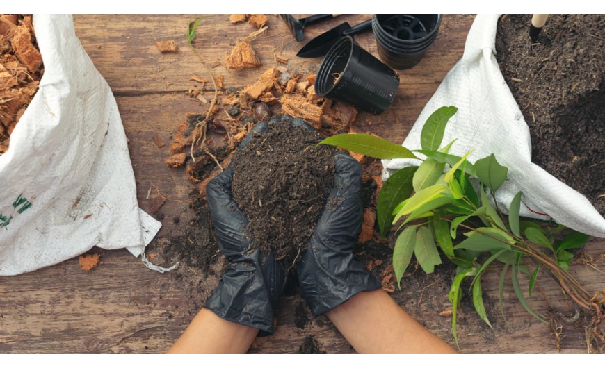 Kerti növények – ültetés és növénygondozás